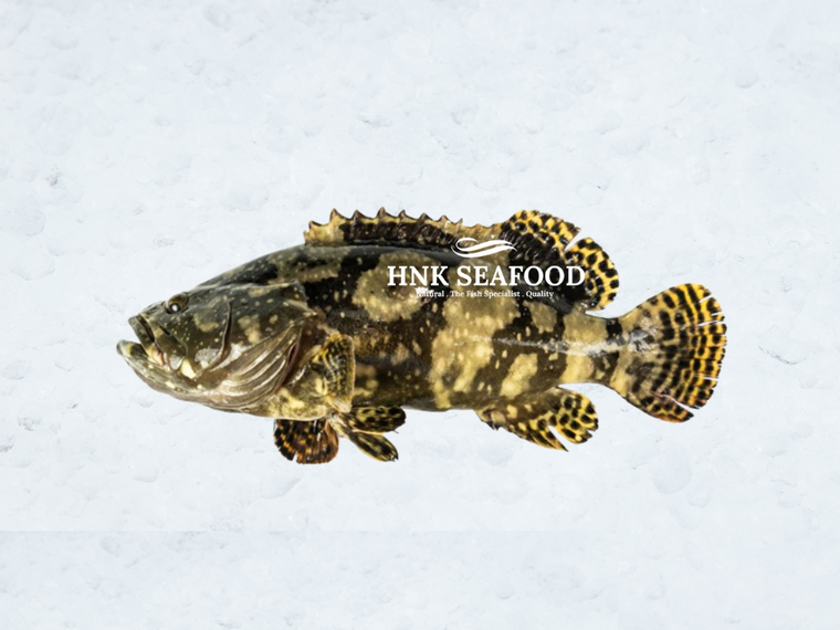 Dragon Tiger Grouper 龙虎斑